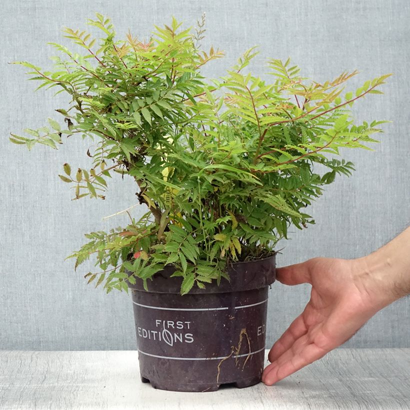 Spécimen de Sorbaria sorbifolia Matcha Ball Pot de 2L/3L tel que livré en été