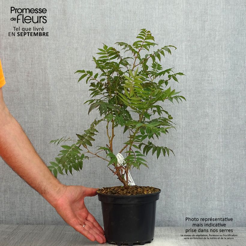 Spécimen de Sorbaria sorbifolia Pink Hopi - Fausse spirée à feuilles de sorbier Pot de 2L/3L tel que livré en été