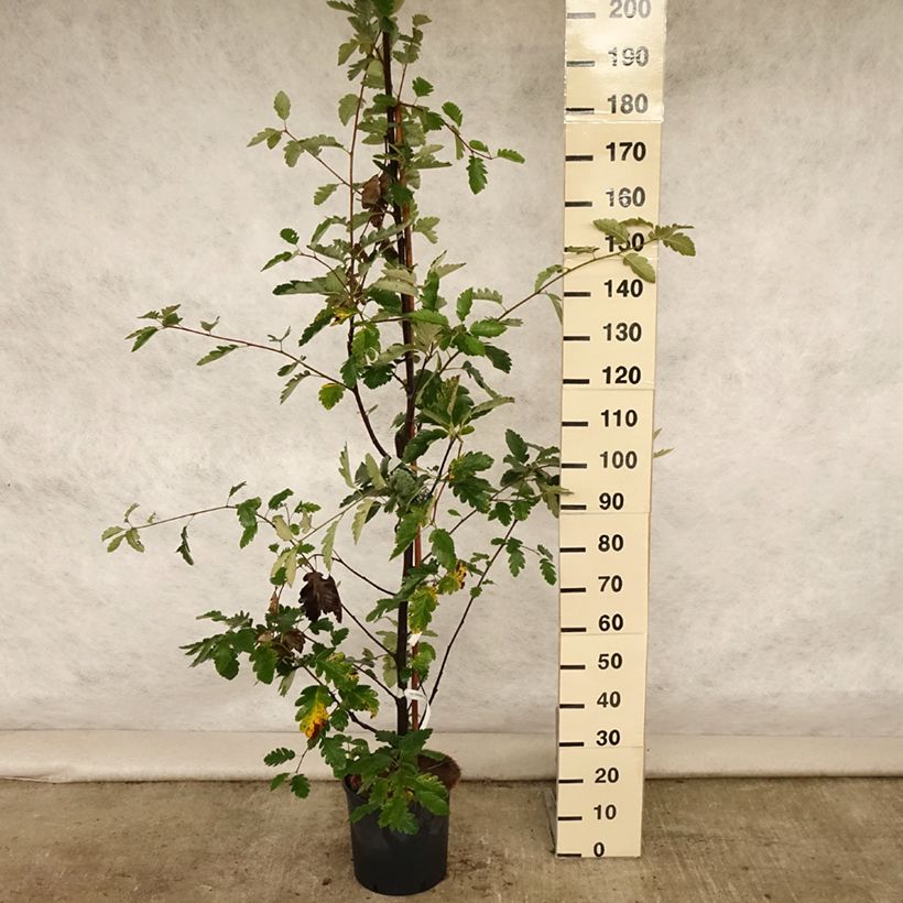 Spécimen de Sorbier, Alisier - Sorbus intermedia Brouwers Pot de 12L/15L, Tige tel que livré en été