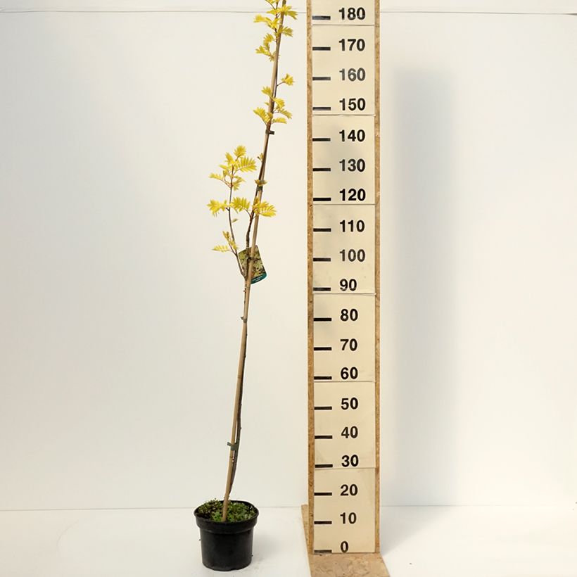 Spécimen de Sorbier des oiseleurs - Sorbus aucuparia Dirkenii - Pot de 4L/5L tel que livré au printemps