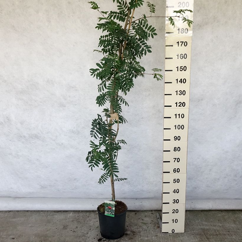 Spécimen de Sorbier des oiseleurs - Sorbus aucuparia Sheerwater Seedling Pot de 12L/15L tel que livré en été