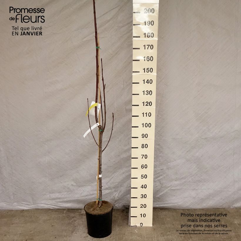 Spécimen de Sorbier des oiseleurs - Sorbus aucuparia Sheerwater Seedling tel que livré en hiver