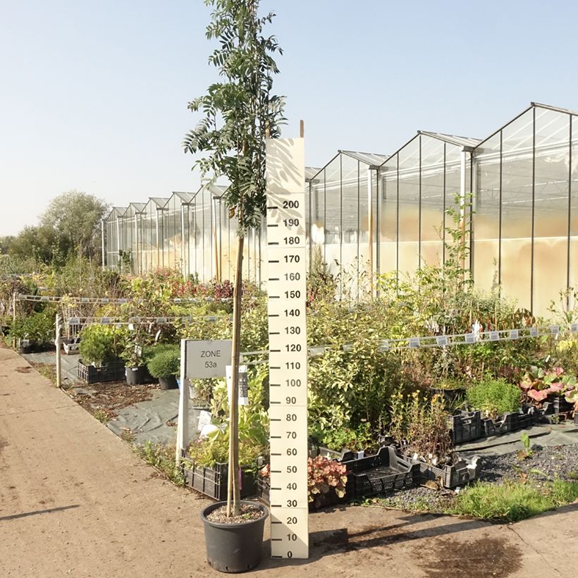 Spécimen de Sorbier des oiseleurs - Sorbus aucuparia Wettra Pot de 20L/25L tel que livré en été