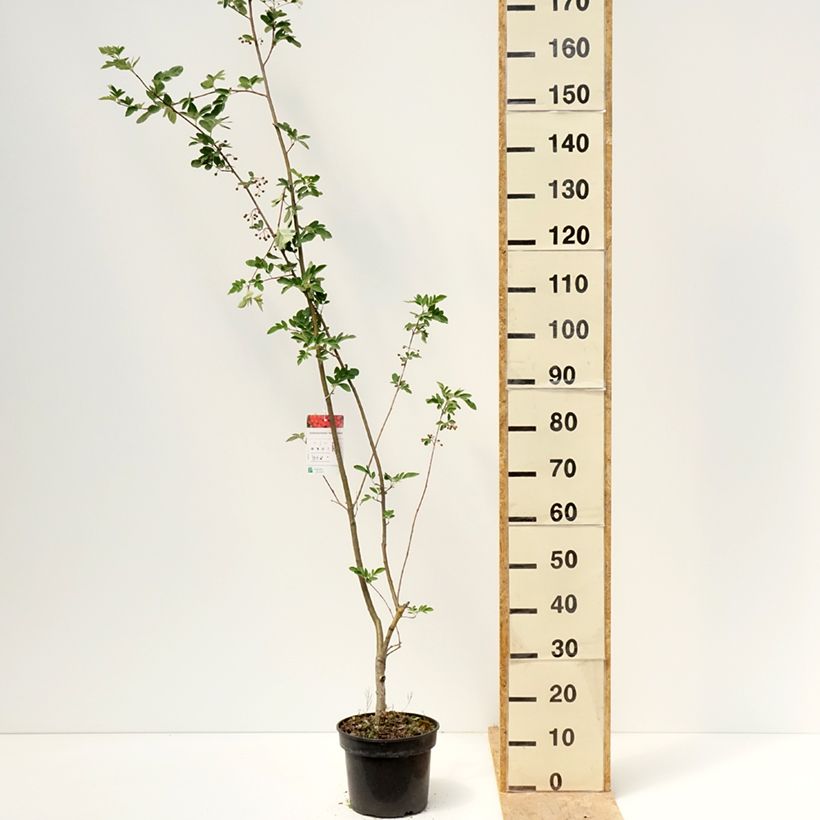Spécimen de Sorbier hybride - Sorbocotoneaster pozdnjakovii Pot de 4L/5L tel que livré au printemps