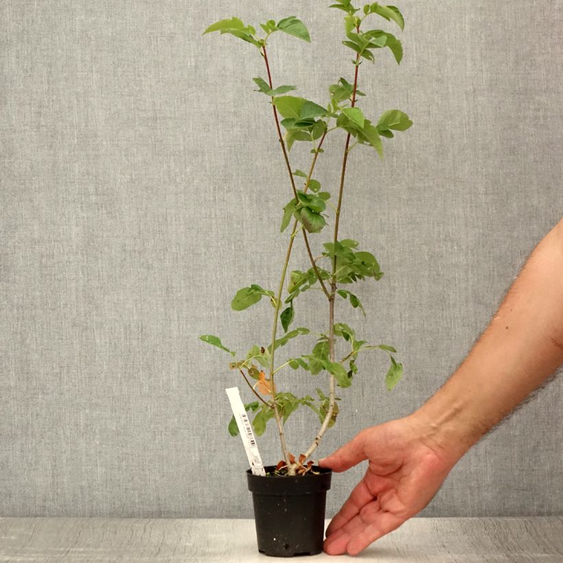 Spécimen de Sorbier hybride - Sorbus Burka Godet de 8/9 cm tel que livré en été