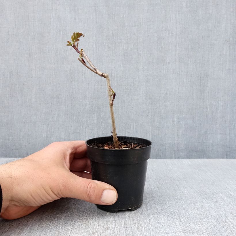 Spécimen de Sorbier hybride - Sorbus Burka - Godet de 8/9 cm tel que livré au printemps