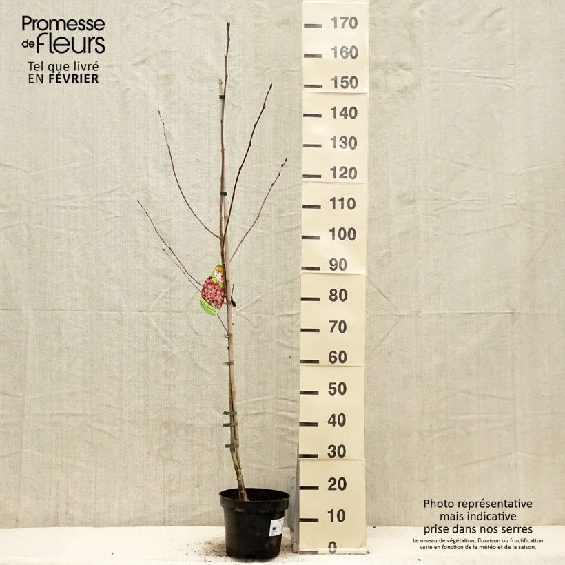 Spécimen de Sorbier hybride - Sorbus Grananatnaja (Granatnaja) Pot de 4L/5L tel que livré en hiver