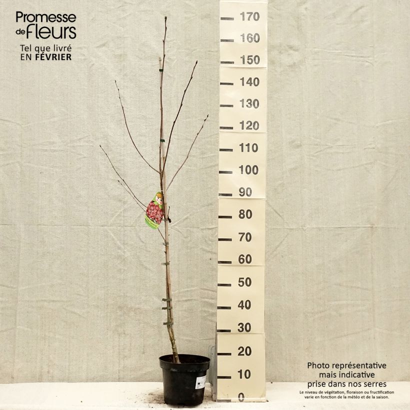 Spécimen de Sorbier hybride - Sorbus Grananatnaja (Granatnaja) tel que livré en hiver