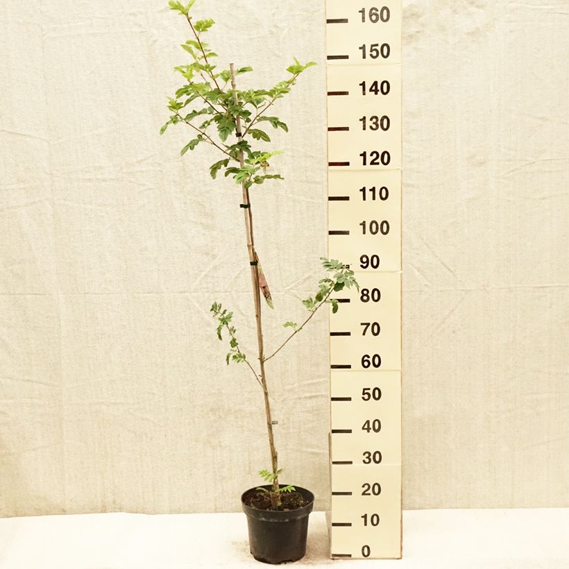Spécimen de Sorbier hybride - Sorbus Grananatnaja (Granatnaja) - Pot de 4L/5L tel que livré au printemps