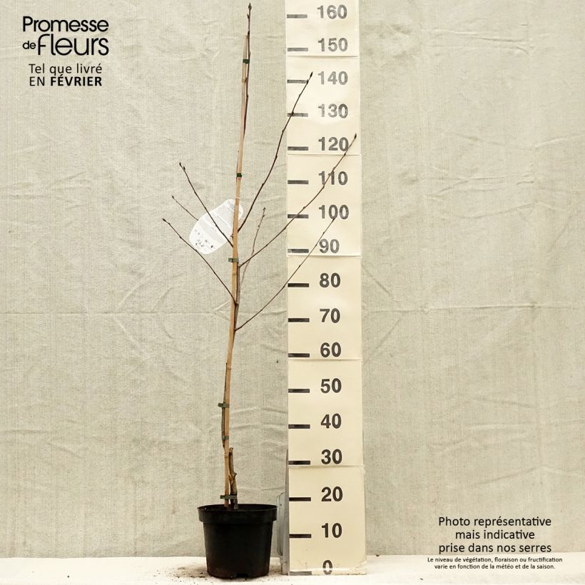 Spécimen de Sorbier hybride - Sorbus Titan Pot de 4L/5L tel que livré en hiver