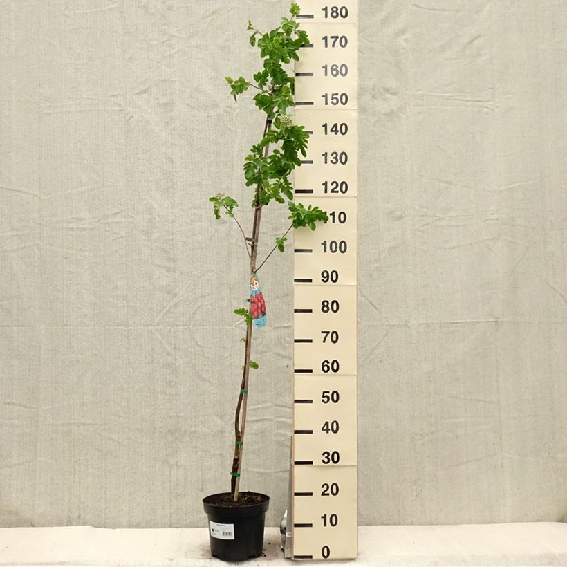 Spécimen de Sorbier hybride - Sorbus Titan - Pot de 4L/5L tel que livré au printemps