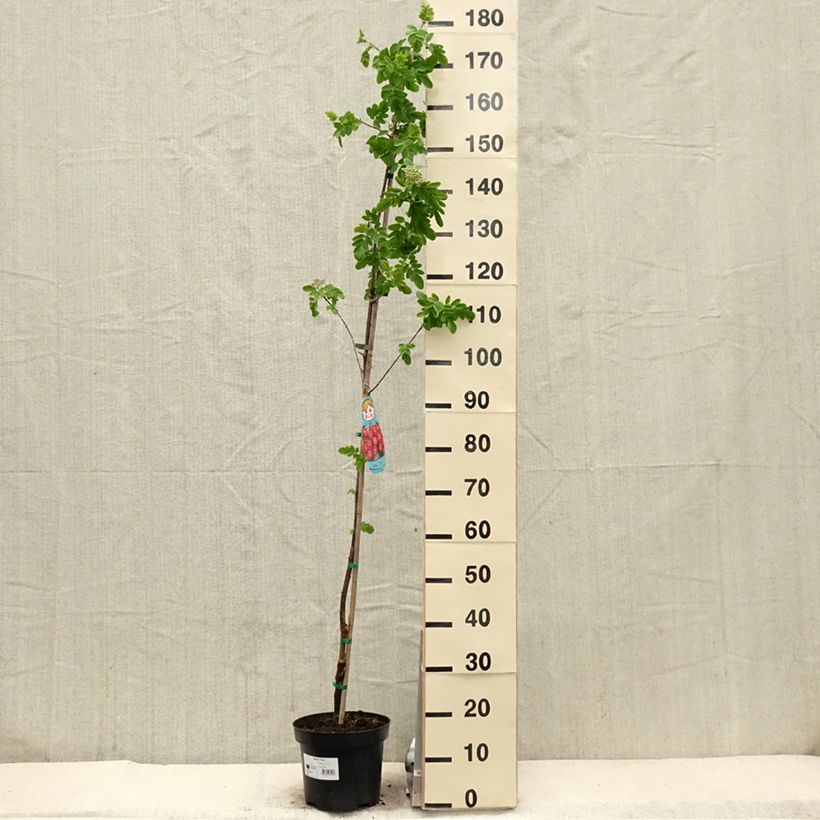 Spécimen de Sorbier hybride - Sorbus Titan tel que livré au printemps