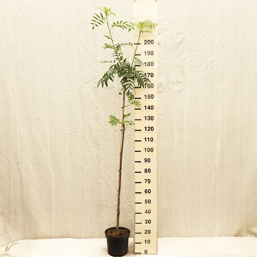 Spécimen de Sorbier - Sorbus commixta Dodong (Olympic Flame) - Pot de 7,5L/10L tel que livré au printemps