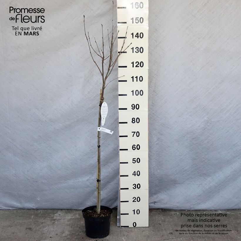 Spécimen de Sorbier - Sorbus arnoldiana Pink Veil Pot de 4L/5L, TigeHauteur livrée env. 170cm tel que livré au printemps