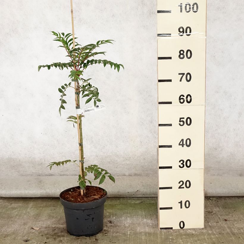 Spécimen de Sorbus aucuparia Autumn Spire - Sorbier des oiseleurs Pot de 4L/5L tel que livré en été