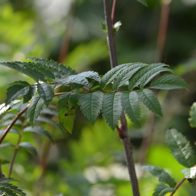 Sorbus aucuparia - Sorbier des oiseleurs (Feuillage)