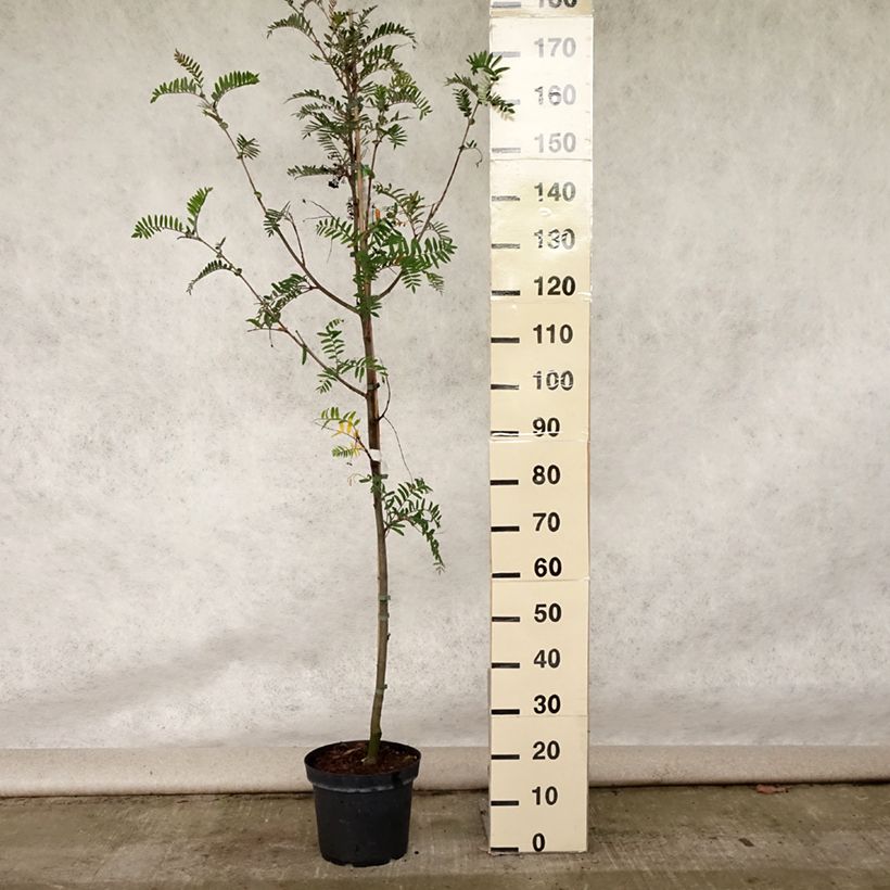 Spécimen de Sorbus scalaris - Sorbier à feuilles de fougère Pot de 7,5L/10L tel que livré en été