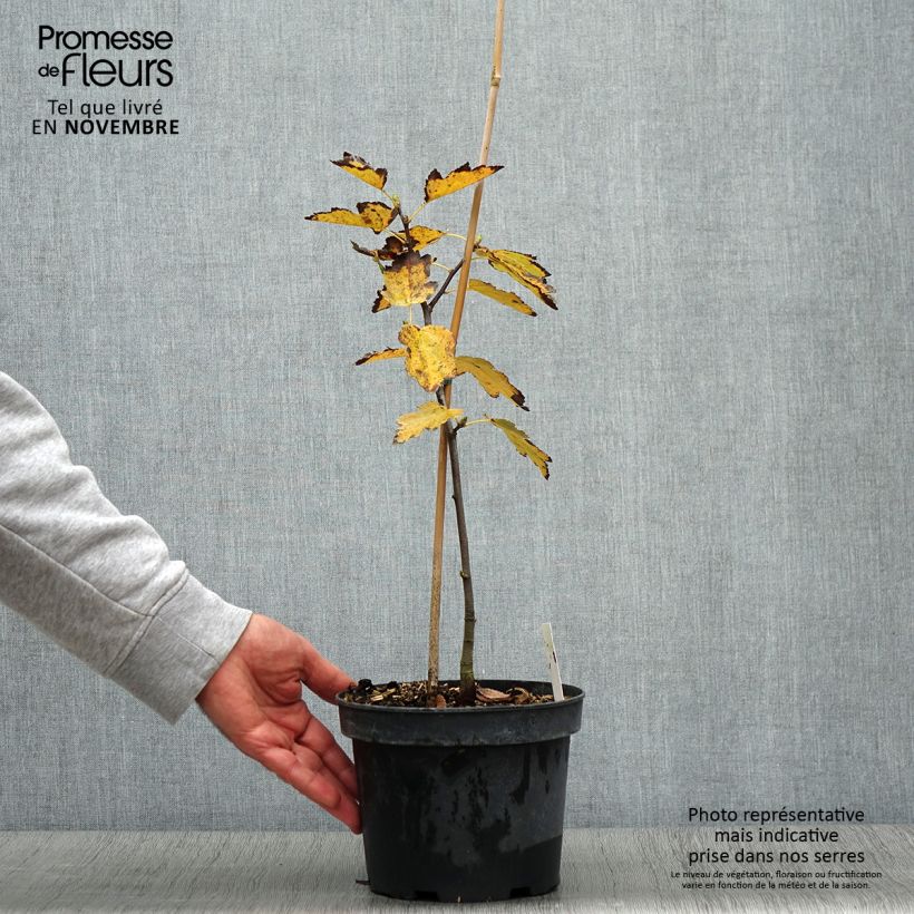 Spécimen de Sorbus torminalis - Alisier des Bois Pot de 3L/4L tel que livré en automne
