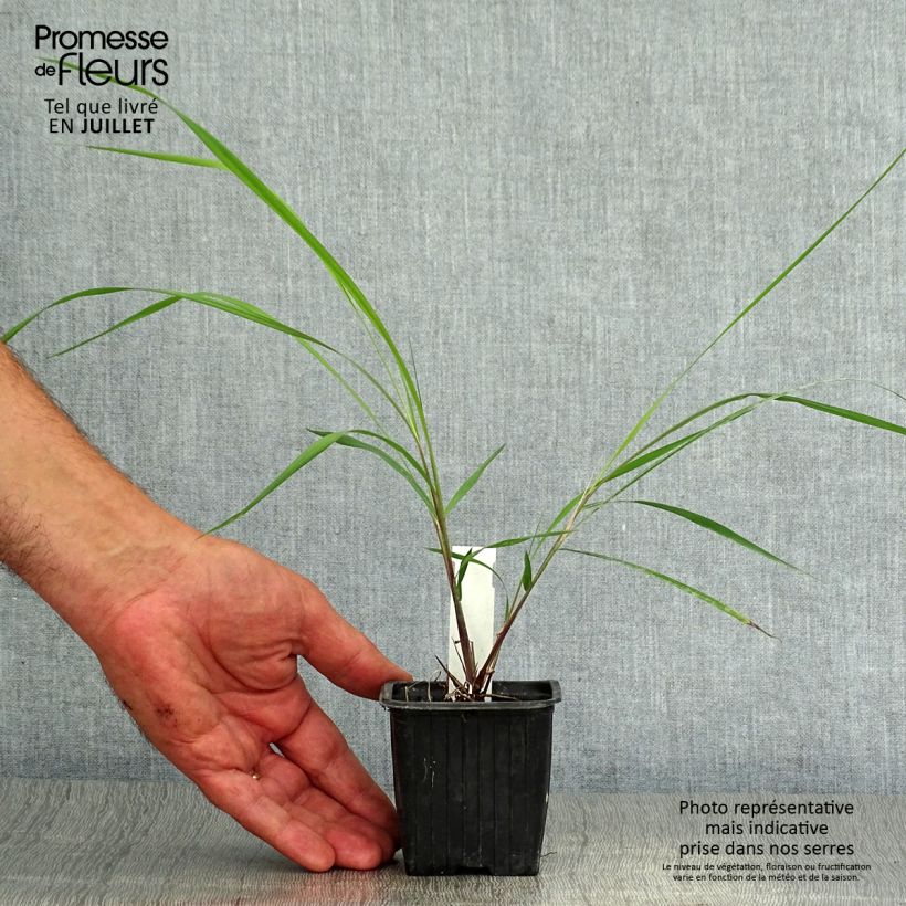Spécimen de Sorghastrum nutans - Herbe des indiens Godet de 8/9 cm tel que livré en été