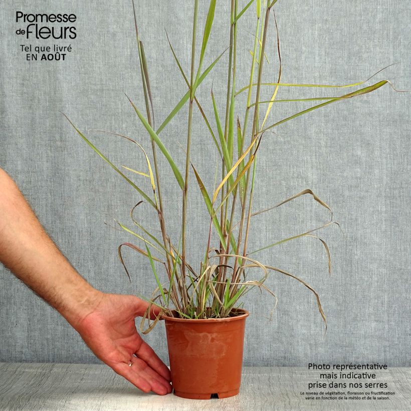Spécimen de Sorghastrum nutans Sioux Blue - Herbe des Indiens Pot de 1L/1,5L tel que livré en été