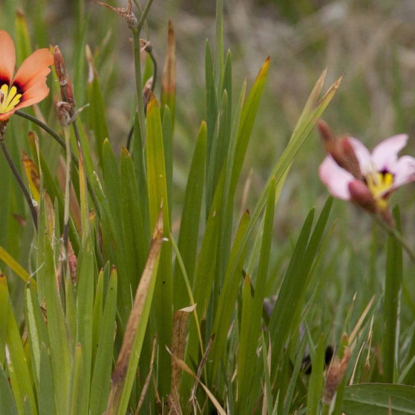 Sparaxis tricolor - Fleur arlequin (Feuillage)