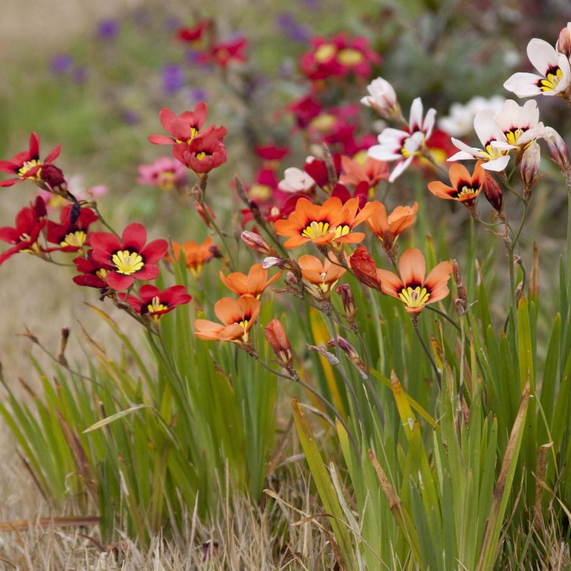 Sparaxis tricolor - Fleur arlequin (Floraison)