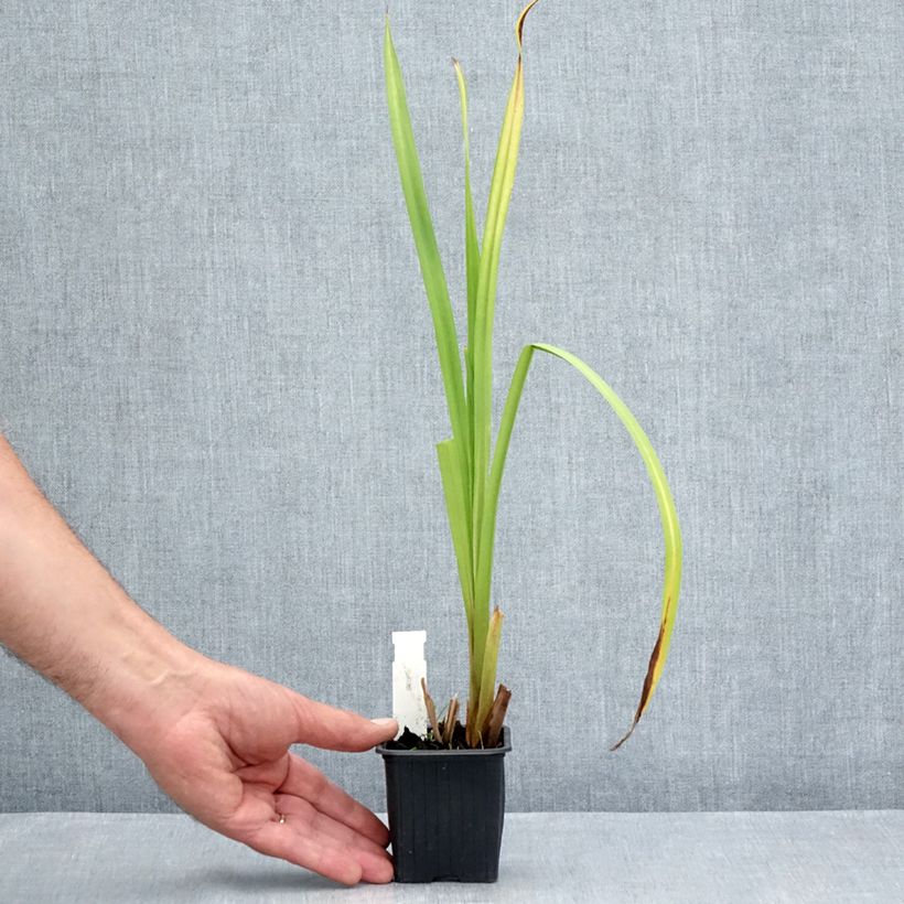 Spécimen de Sparganium erectum (= ramosum) - Ruban d'eau, Rubannier dressé  Godet de 8/9 cm tel que livré en été