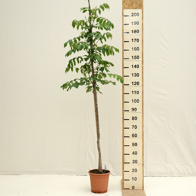 Spécimen de Spathodea campanulata - Tulipier du Gabon - Pot de 7,5L/10L tel que livré au printemps