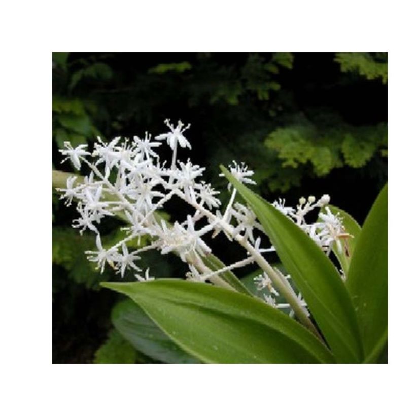 Speirantha convallarioides - Muguet de Chine (Floraison)