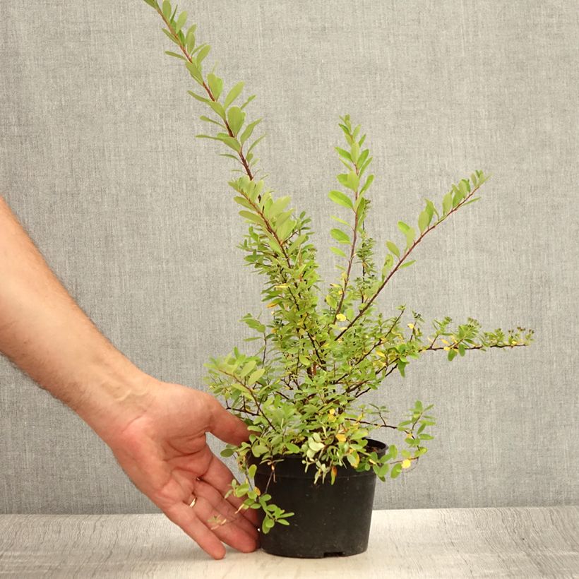 Spécimen de Spiraea arguta - Spirée blanche Pot de 1L/1,5L tel que livré en été