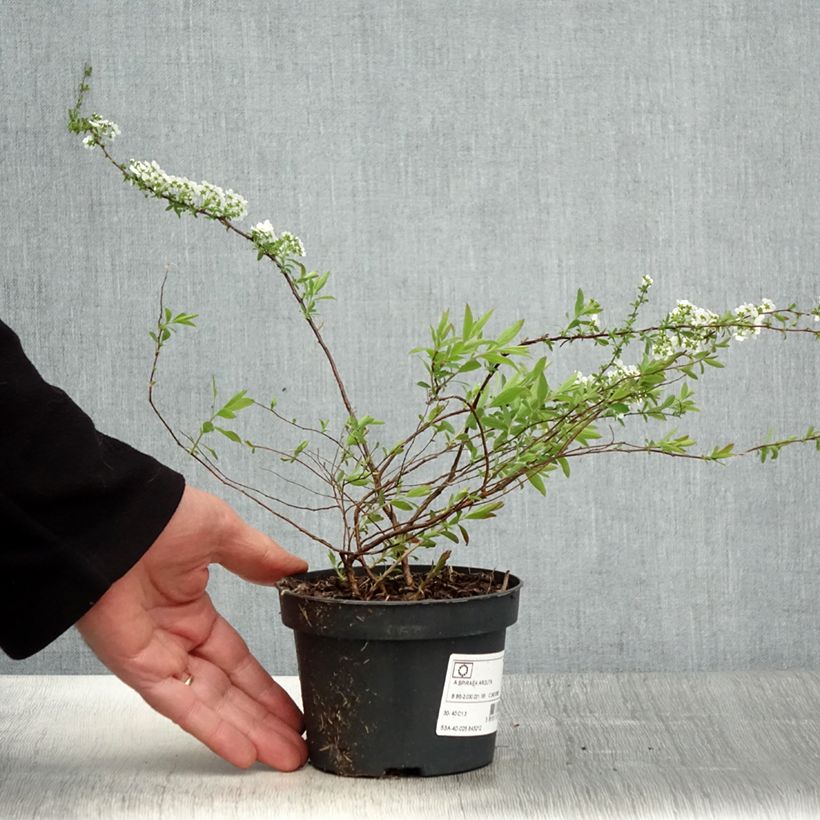 Spécimen de Spiraea arguta - Spirée blanche en pot de 1L/1,5L tel que livré au printemps