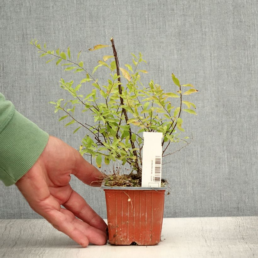 Spécimen de Spiraea arguta - Spirée blanche Godet de 8/9 cm tel que livré en été