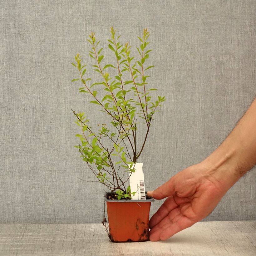 Spécimen de Spiraea arguta - Spirée blanche - Godet de 8/9 cm tel que livré au printemps