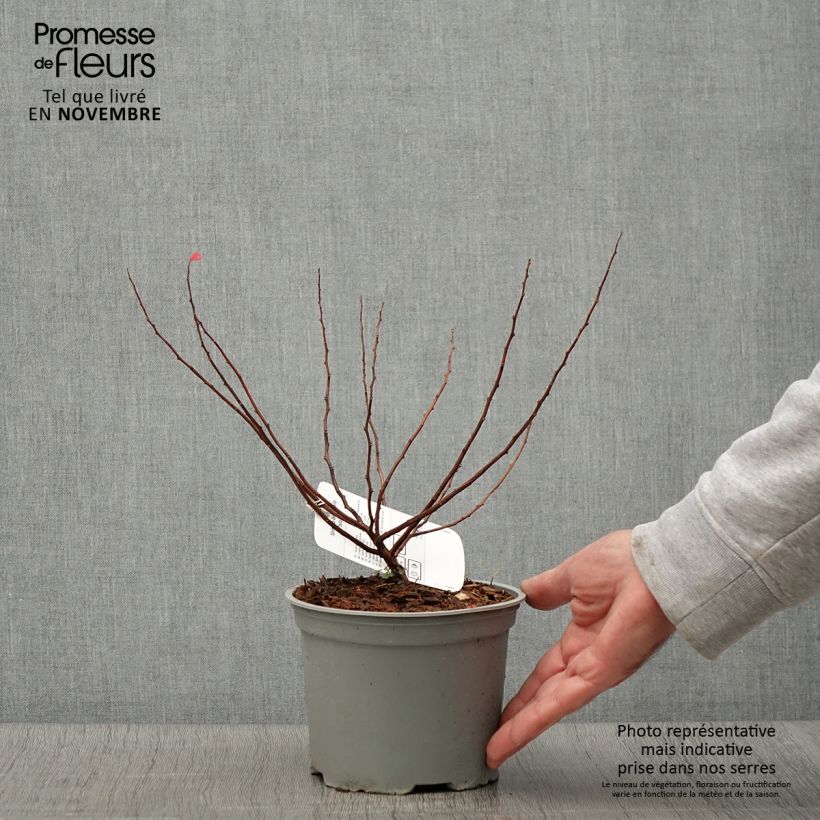 Spécimen de Spiraea betulifolia Island - Spirée à feuilles de bouleau Pot de 2L/3L tel que livré en automne