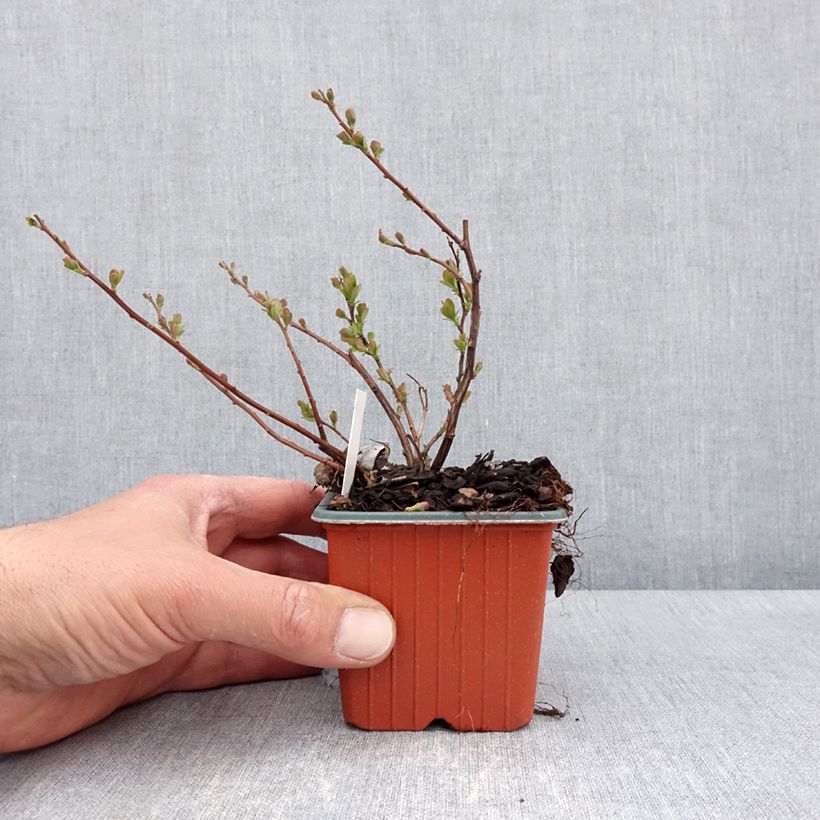 Spécimen de Spiraea betulifolia Island - Spirée à feuilles de bouleau - Godet de 8/9 cm tel que livré au printemps