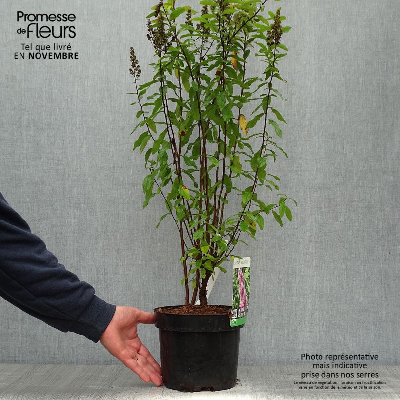 Spécimen de Spiraea billardii - Spirée Pot de 3L/4L tel que livré en automne