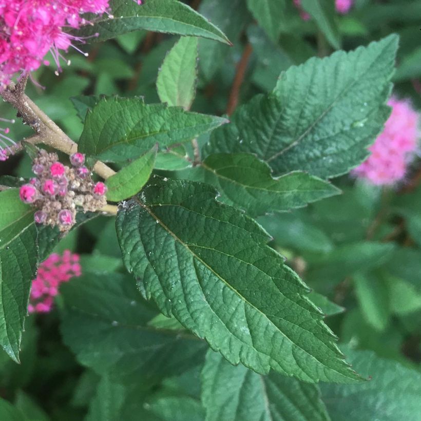 Spiraea bumalda Superstar - Spirée japonaise (Feuillage)