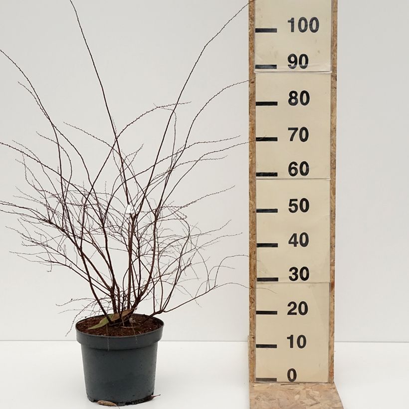 Spécimen de Spiraea cinerea Grefsheim - Spirée dentelée en pot de 7,5L/10L tel que livré en hiver