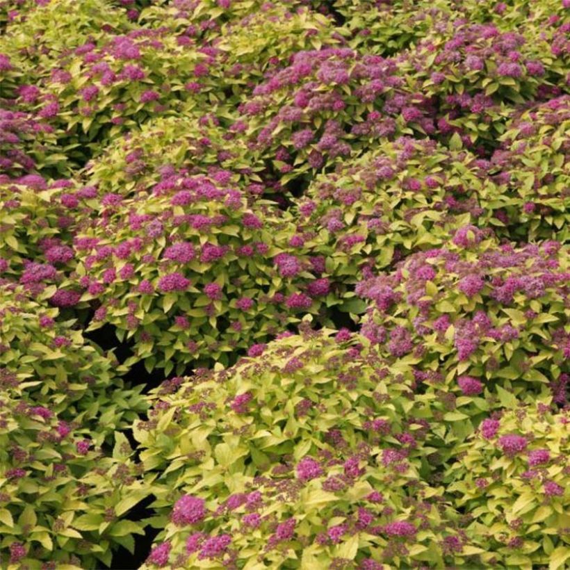 Spirée japonaise Double Play Gold - Spiraea japonica (Floraison)