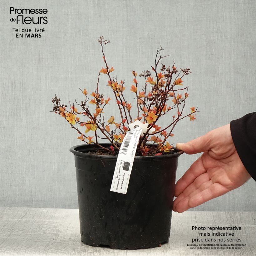 Spécimen de Spiraea japonica Little Flame - Spirée japonaise Pot de 2L/3L tel que livré au printemps