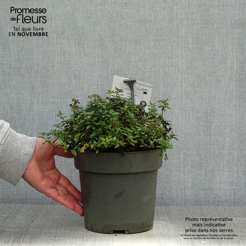 Spécimen de Spiraea japonica Odessa - Spirée japonaise Pot de 2L/3L tel que livré en automne