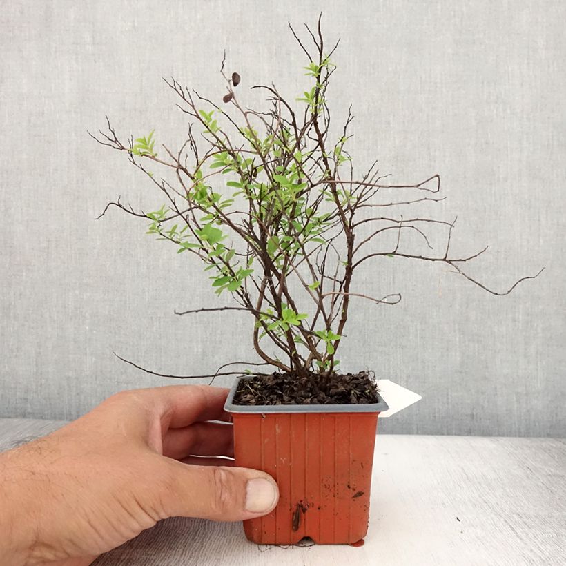 Spécimen de Spiraea nipponica Snowmound - Spirée japonaise Godet de 8/9 cm tel que livré en été