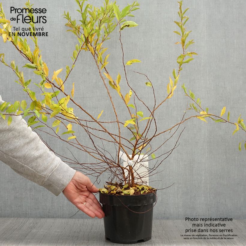 Spécimen de Spiraea prunifolia Goldfire - Spirée à feuilles de prunier tel que livré en automne