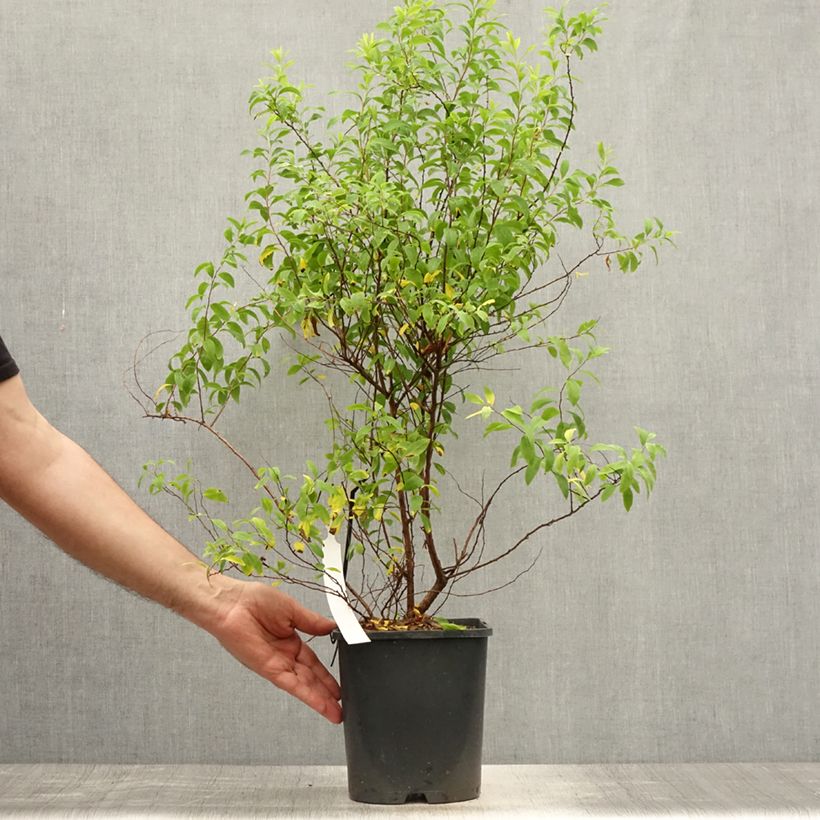 Spécimen de Spiraea thunbergii Fujino Pink - Spirée de Thunberg Pot de 3L/4L tel que livré en été