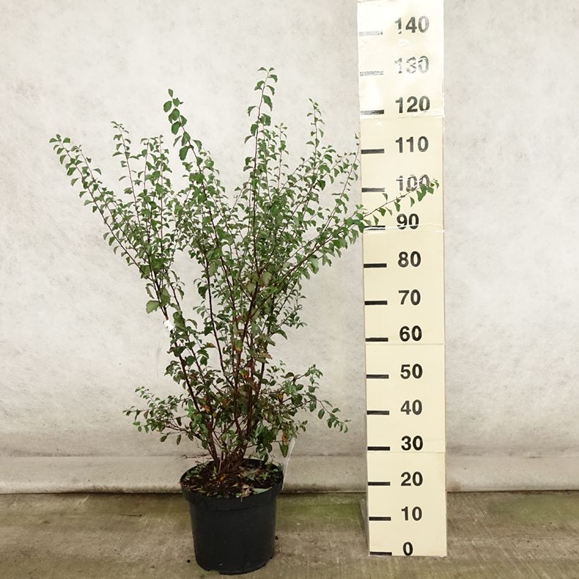 Spécimen de Spiraea vanhouttei - Spirée de Van Houtte Pot de 7,5L/10L tel que livré en été