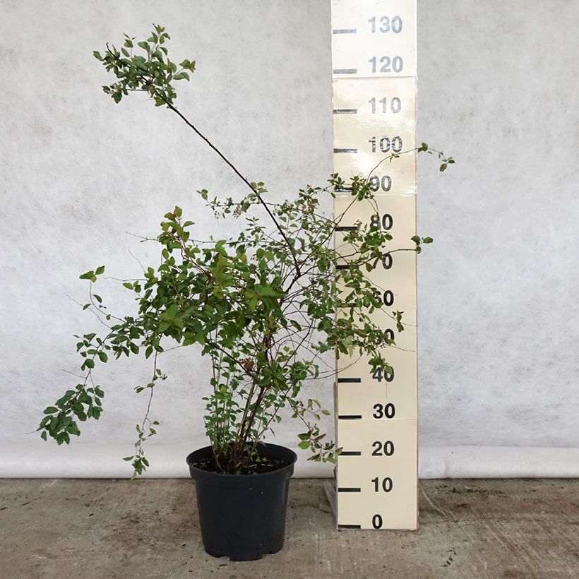Spécimen de Spiraea vanhouttei - Spirée de Van Houtte en pot de 7,5L/10L tel que livré au printemps