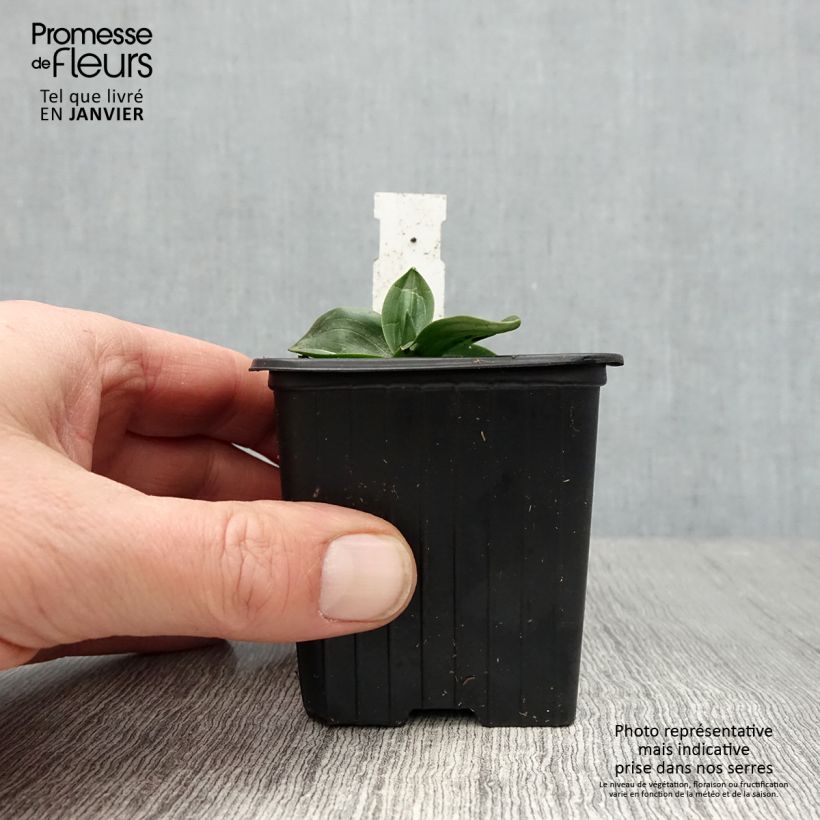Spécimen de Spiranthes Chadd's Ford - Orchidée terrestre Godet de 8/9 cm tel que livré en hiver