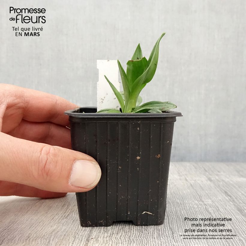Spécimen de Spiranthes Chadd's Ford - Orchidée terrestre godet de 8/9cm tel que livré au printemps