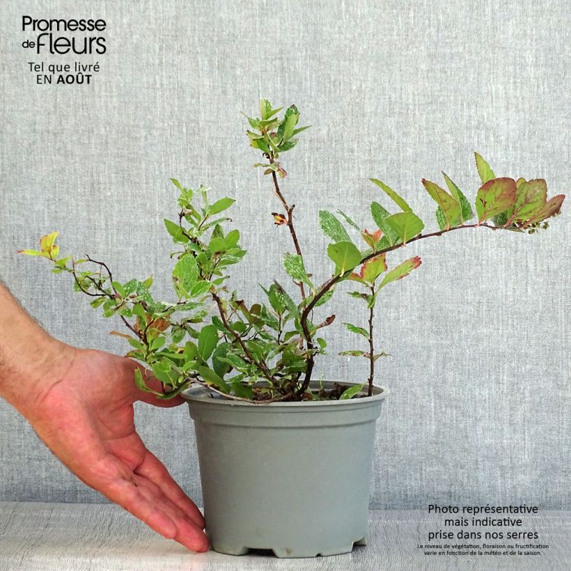 Spécimen de Spirée à feuille de bouleau Pink Sparkler - Spiraea betulifolia Pot de 2L/3L tel que livré en été