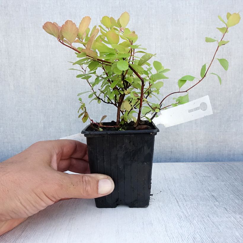 Spécimen de Spirée à feuilles de bouleau Tor - Spiraea betulifolia Godet de 8/9 cm tel que livré en été